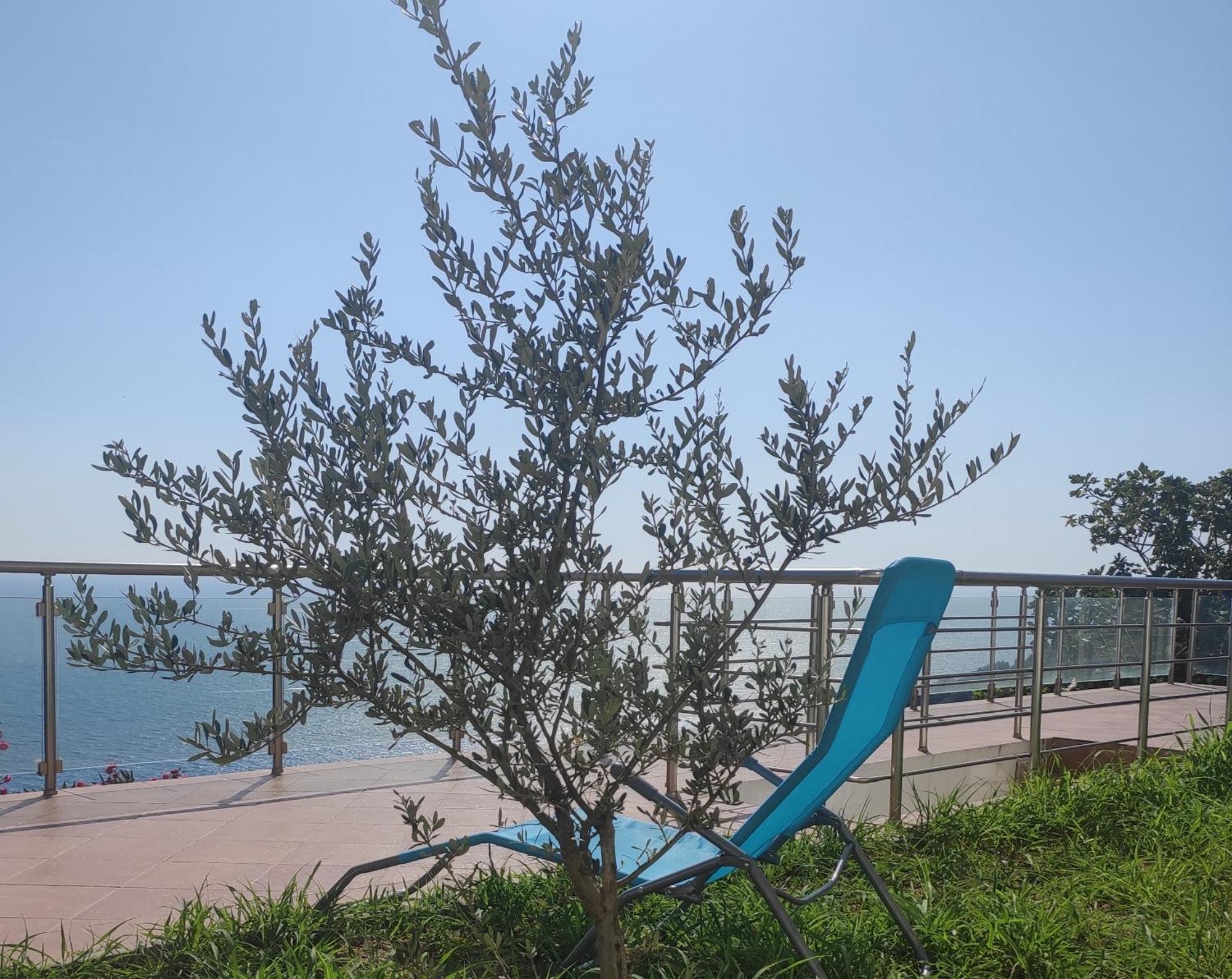 Apartment Oliva Улцинь Экстерьер фото
